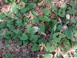 Image result for Aristolochia heppii