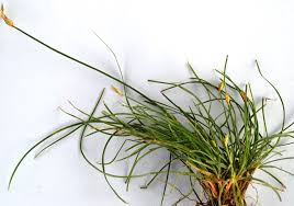 Image result for Abildgaardia ovata