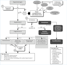 Prevention of lung ischemia, or reduced blood flow and. Diagram Of The Renin Angiotensin Aldosterone System Showing The Sites Download Scientific Diagram