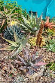 Image result for Aloe bukobana
