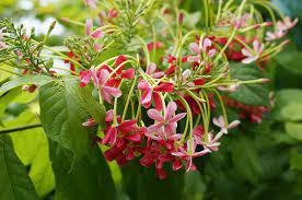 What is the scenario of urban gardening services in india? Top 10 Climber Plants For Home Garden Ideal For Indian Climate