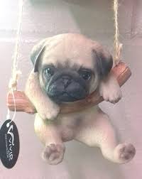 Rocking Pug Baby Pugs Cute Baby Animals Cute Animals