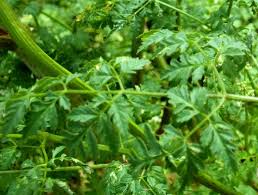 Image result for Conium