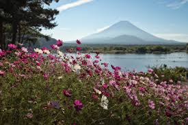 Cosmos Flowers Also Look Very Nice In The Landscapes Of Mt Fuji