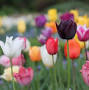 Tulip mania from www.britannica.com