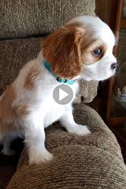 Cutest Dog Videos Ever In 2020 Cute Dogs Dogs Dog Gifs