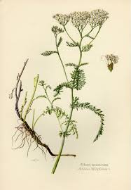 Yarrow Flower Print Vintage Lithograph From 1953 Vintage Botanical Prints Botanical Prints Flora Illustration