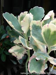 Image result for Kalanchoe fedtschenkoi
