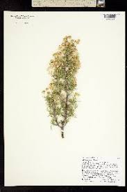 Image result for Euryops subcarnosus