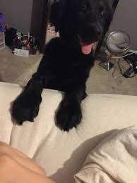 Since craigslist doesn't pull down the adds even when reported, i observe them to allow sales of pets despite their statement that they don't. 100 Craigslist Animals Need Saving Too Ideas Animals Pets Animal Abuse