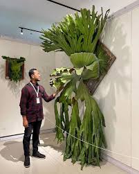 Image result for Platycerium