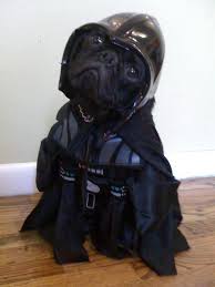 Dog Vader The Cutest Thing You Ever Seen I Cant Help But Tilt My Head To The Side And Say Awww Hayvanlar Hayvan Hayvanlar Alemi
