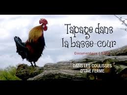 Tapage Dans La Basse Cour Aventure A La Ferme Documentaire Animalier Documentaire Animalier Animalier Basse Cour