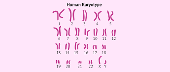 Lausd gizmos blog / get, create, make and sign gizmo cell energy cycle answers. Which Karyotype Is From A Human How Do You Know This