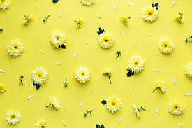 Aesthetic Pattern Black And Yellow Background Aesthetic Yellow Flower Background Yellow Flower Wallpaper Aesthetic Desktop Wallpaper Flower Backgrounds