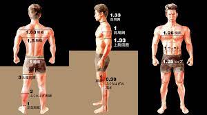 これがカラダの黄金比！ 鍛えるべき筋肉がわかる筋肥大ガイドライン | Tarzan Web（ターザンウェブ）