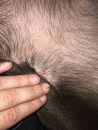 This can lead to patches of hair loss and itching. What Are These Crusty Scabs On My Dog S Skin Pet Life Today
