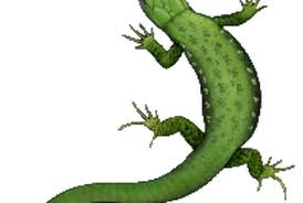 Image result for Vahlia digyna