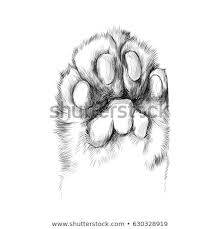Cat S Paw With The Pads Pulled Up Sketch Vector Graphics Black And White Drawing Cat Paw Drawing Cat Paw Tattoos Paw Drawing