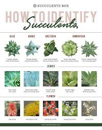 How To Identify Different Types Of Succulent Part Ii Aloe Agave Gasteria And Haworthia Types Of Succulents Plants Different Types Of Succulents Types Of Succulents We have demonstrated various succulent flower types for the lawn and guidelines accordingly.