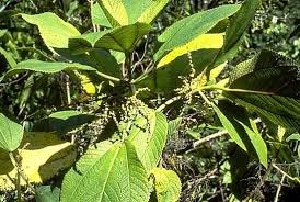 Image result for Barleria boehmii