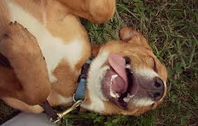 My dog has picked up a new habbet eating carpet and it has her bound up what should i do and if it keeps happing will it kill her? Why Do Dogs Love Belly Rubs Puppy Leaks