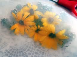 A 4 week process using a flower press, 2 week in a book, 2 day microwave, and 15 second. How To Press Flowers Perfectly Homesteading Skills