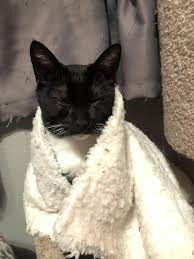 my boy was feral never quite tamed since we found him on deaths door at 5 9 wks so he kinda just woke up domesticated one day and cat lovers happy animals cats