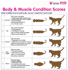 Learn what a body condition score is, why it's important, and how to measure your pet's body condition! Is Your Cat Overweight Underweight Or International Cat Care Facebook