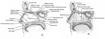 Lateral wall of nasal cavity, showing ethmoid bone in position. Sagittal Section Of The Nasal Cavity Showing The Lateral Wall Or The Download Scientific Diagram