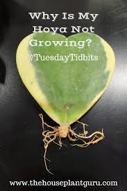 Check spelling or type a new query. Why Is My Hoya Not Growing The Houseplant Guru