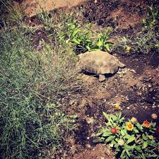 Its diet includes grasses, cacti, and forbs as well as some insects, caterpillars, and insect larvae. Plants For Desert Tortoise Enclosure Spadefoot Nursery