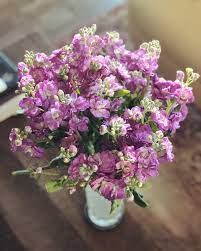 Looking for a grocery store near you that does grocery delivery or pickup in alamo, ca? This Is Probably So Basic But Help Identifying These Flowers From Safeway Flowers Flowers
