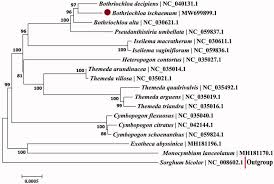 Image result for Monocymbium