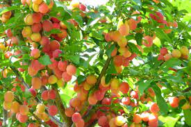 Bevor obst und gemüse im spätsommer geerntet werden können, muss eine längere anbauphase eingeplant werden. Die 11 Besten Wildobstgeholze Fur Garten Und Hecke Sonjas Gartenfreuden