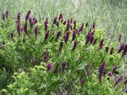 Image result for Indigofera antunesiana