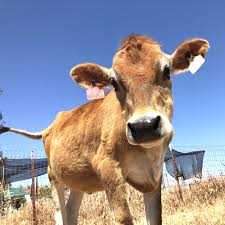 Find a pet, pet care, or connect with other pet owners. Craigslist Nj Pets Jersey Shore 2021 At Pets Www Joeposnanski Com