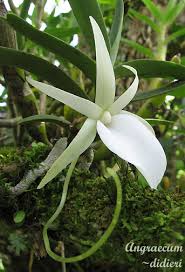 Image result for Angraecum chamaeanthus