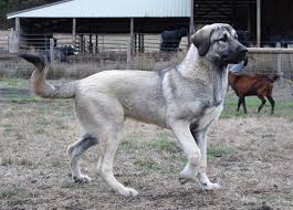 The central asian shepherd dog is a large and powerfully built dog. Male Anatolian Shepherd Up Anatolian Shepherd Puppies Facebook