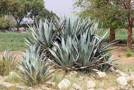 Cacti are flowering plants, which means that they rely heavily on pollination of their blooms to reproduce. Century Plant Agave Americana Feedipedia