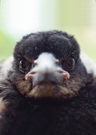 You are all watching the movie penguin bloom online free live broadcast at 123movies, fmovies and putlocker. Penguin Bloom Vs The True Story Of Sam Bloom And Penguin The Magpie