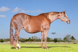 14º Leilão Cavalos do Brasil- Lote 27 - MISS LUCKY SMOOTHEN (TE) ..::