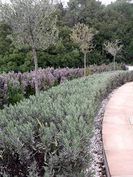 Curving Beds Of Lavender And Rosemary Planted In White Gravel Are Punctuated By Young Olive Trees Rosemary Plant White Gravel Rosemary Garden