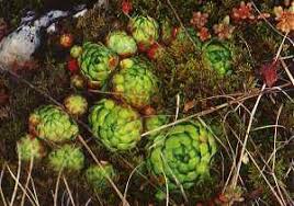 Check spelling or type a new query. Hen And Chicks Wikipedia