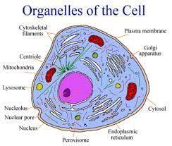 As I Said Before All Living Things Are Made Up Of Cells This Picture Is An Inside Look Of The Organelles Of The Cell Cell Organelles Organelles Animal Cell