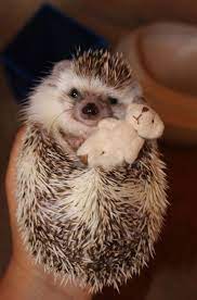 Hedgehog Small Pet Information And Pictures Cute Animals Animals Beautiful Cute Baby Animals