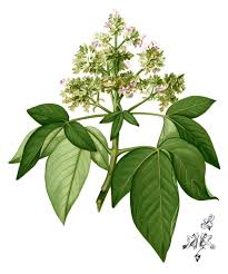 Image result for Vitex franceseana