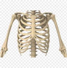 Rib cage, basketlike skeletal structure that forms the chest, or thorax, made up of the ribs and their corresponding attachments to the sternum and the vertebral column. Download Rib Cage Png Images Background Toppng