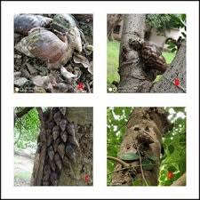 Image result for Justicia fittonioides