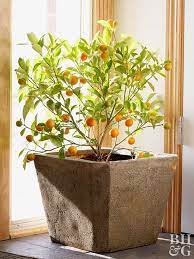 Some of the most popular dwarf citrus trees to grow in containers are How To Grow Fruit Indoors Better Homes Gardens